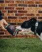 Dog Plush Toy
