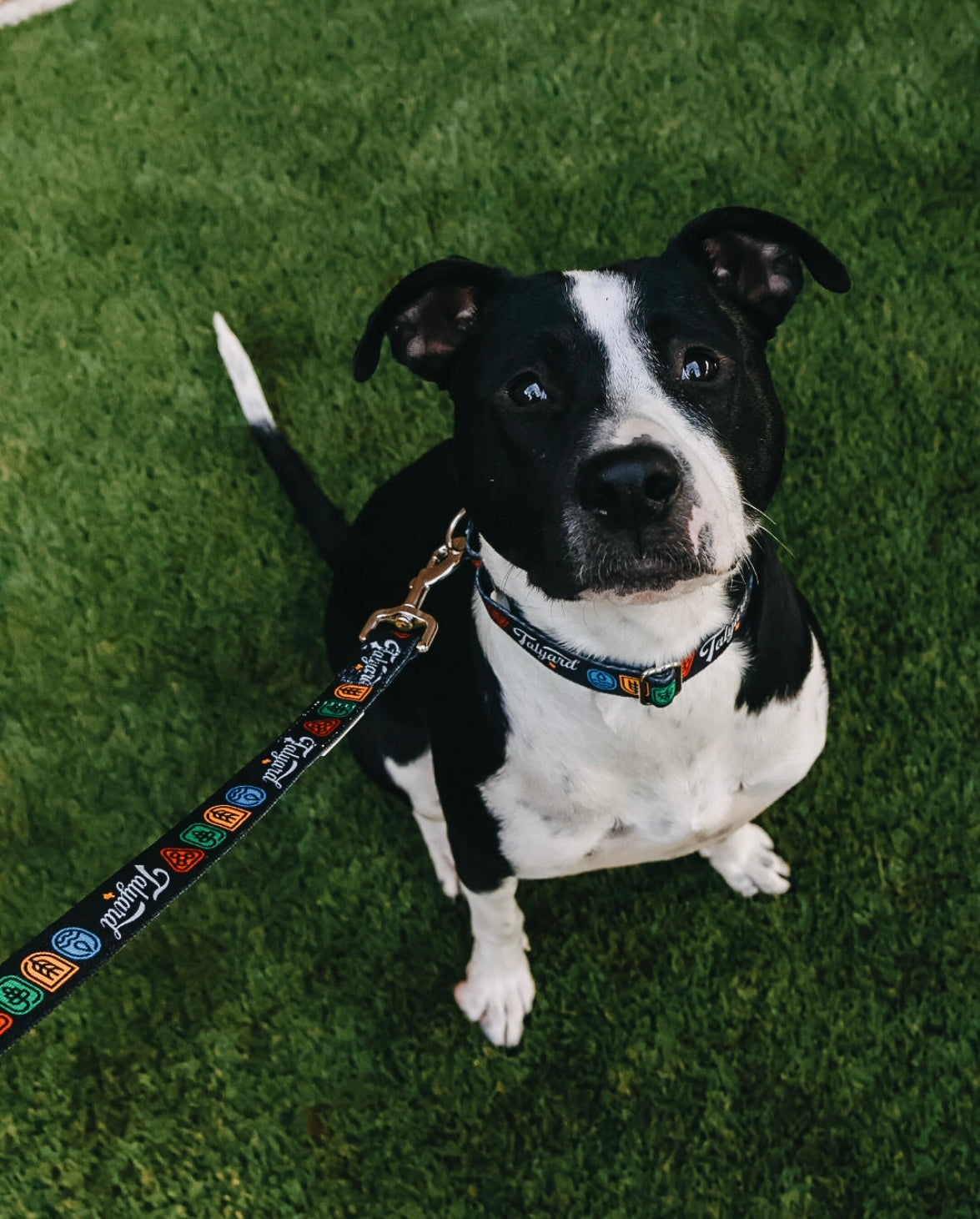Dog Leash