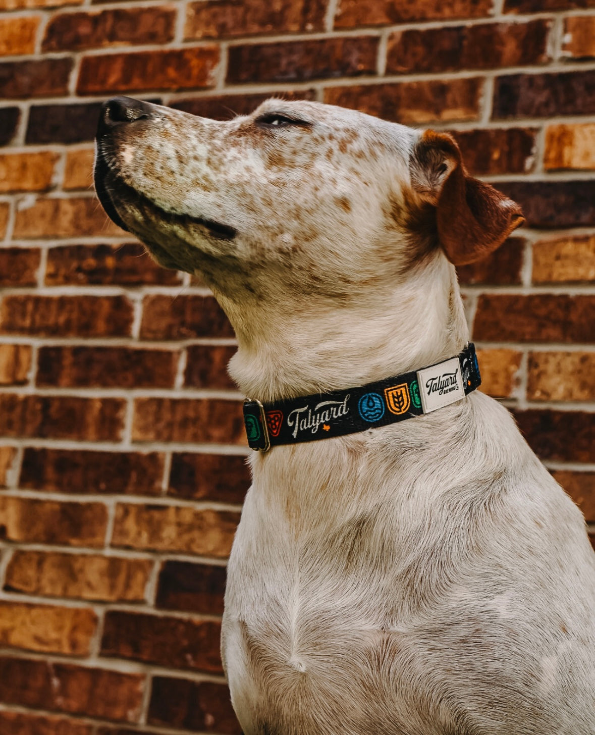 Dog Collar